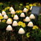 HULPPRE Set of 15pcs Warm White 8 Modes 29.5ft Mini Mushroom Solar Lights Solar Pathway Lights Outdoor Decoration Fairy Color Changing Solar String Light for Garden,Backyard,Lawn,Party,Christmas